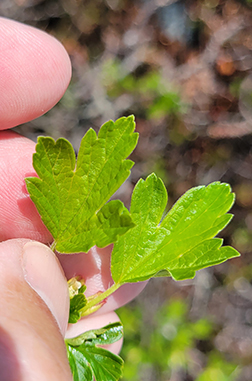 leaf